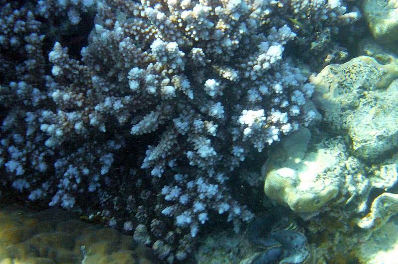 The reef near Sheraton, Sharm El Shekh by Irina Kuznetsova