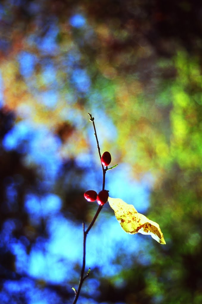 Fall Colors- Shenandoah National Park by GoWild365