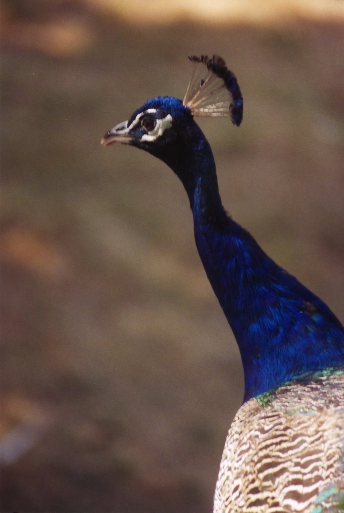 Peacock by Peter Rabbit little …