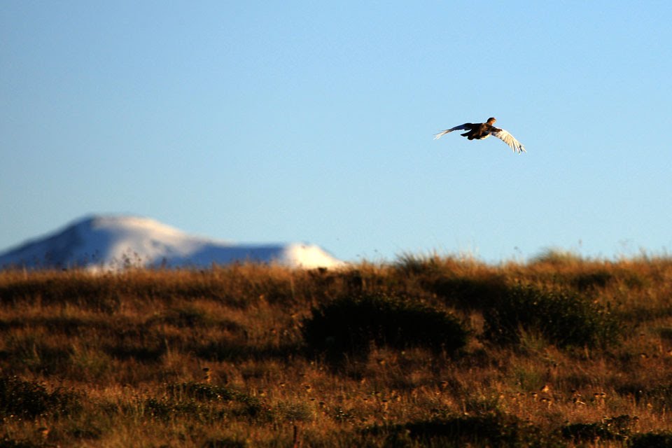 Горный Алтай. Плато Укок / Ukok Plateau. Altai mountains by Richard Lozin