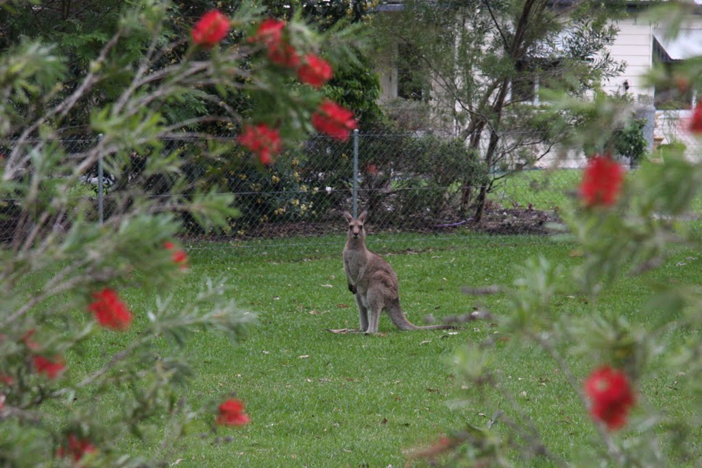 Kangaroo in the Backyard by Shane_Edman