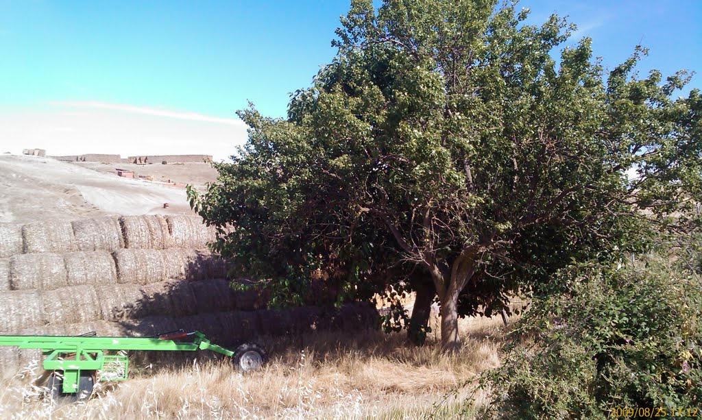 Arbol frutal, Vita (Avila) by eduaraude