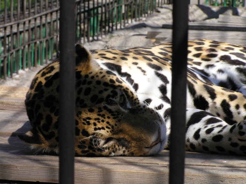 Kazan2006 Zoo Leopard by mikogen