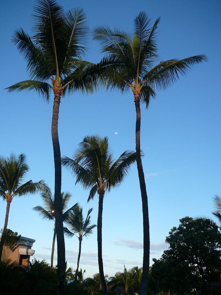 Mini moon amongst the swaying palms by rpm2007