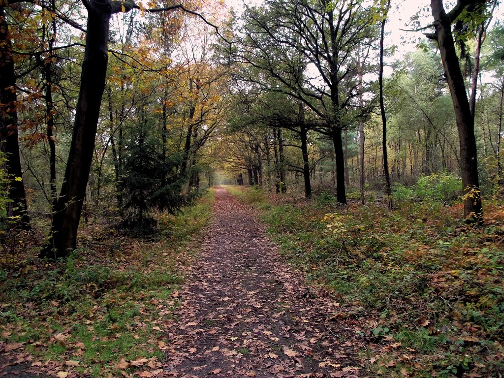 Herfst in Slabroek fl by Frits Leensma