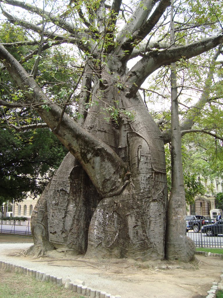 O Maravilhoso Baobá Gigante 2 by Eduardo Câmara