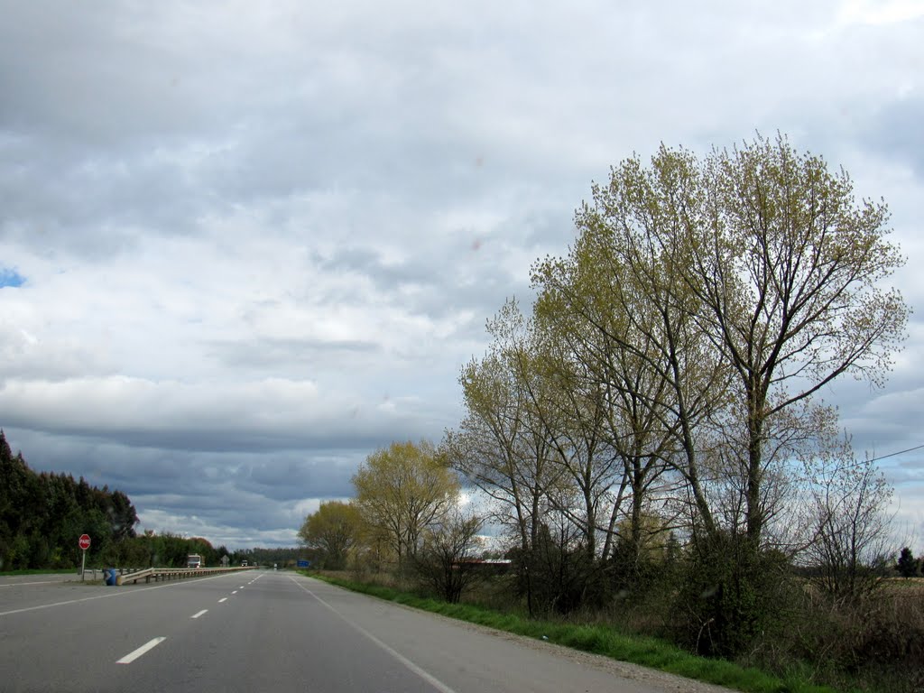 Primavera rebentando en los árboles by aleMamá