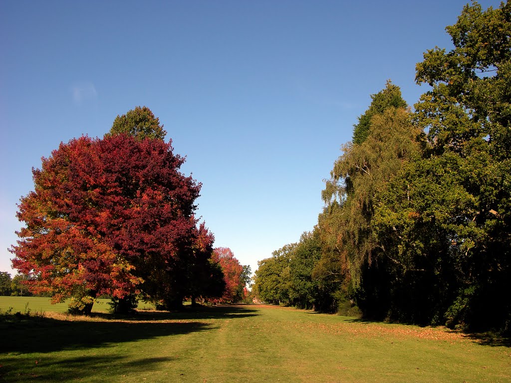 Autumn Trees, Windsor Great Park by DAVID ROBINS