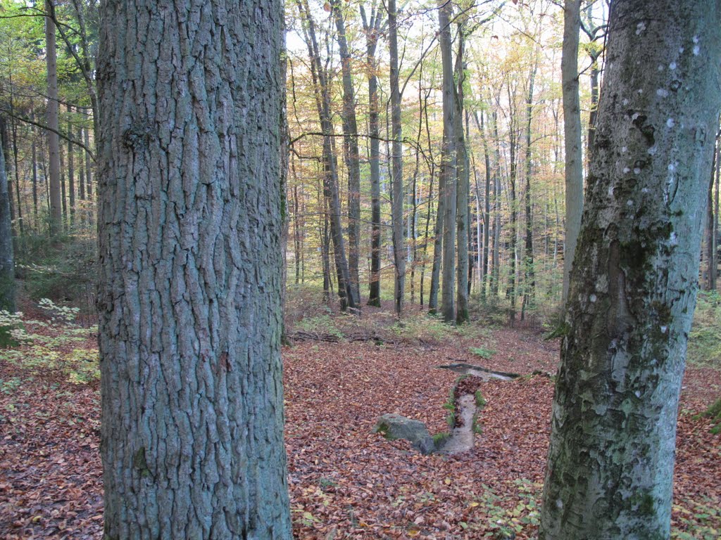 Irtenberger Wald (Hühnerberg) - Haselbrunn/ Haselbrünnle by H. Beierstettel