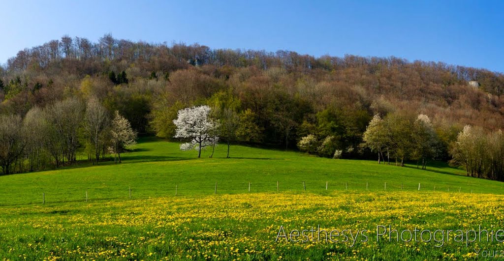 Le printemps à St Hippolyte by Aesthesys-photograph…