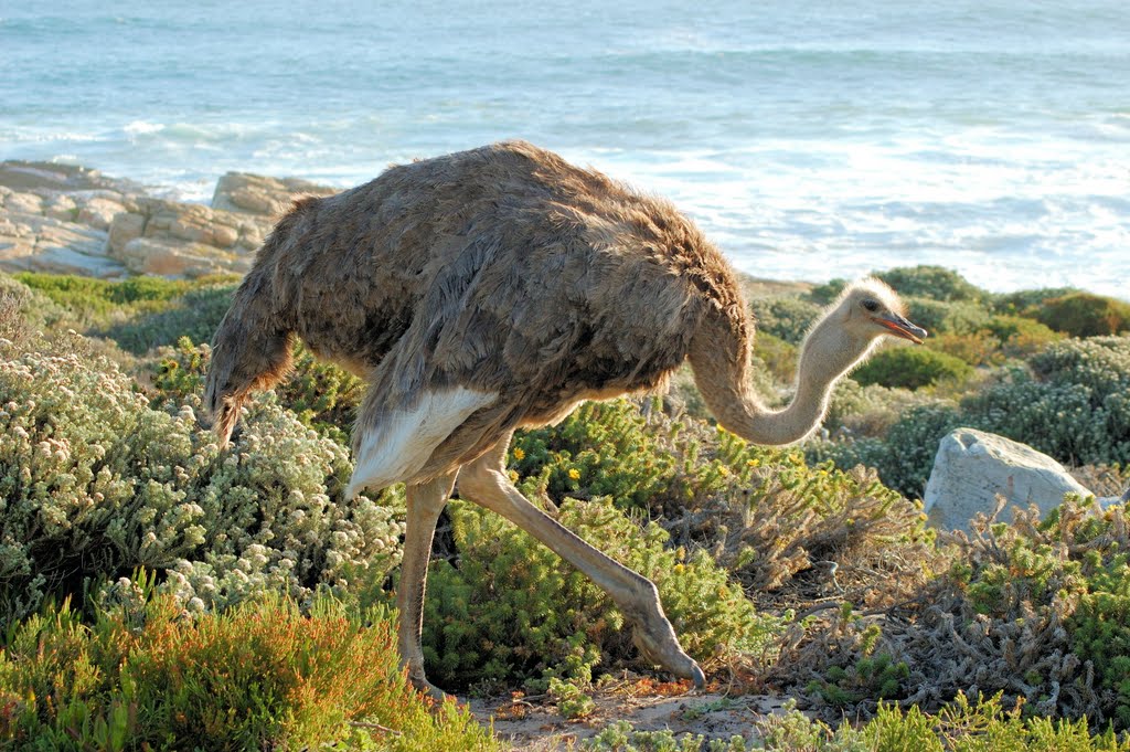 Ostrich at Cape of Good Hope by Pekka Määttänen