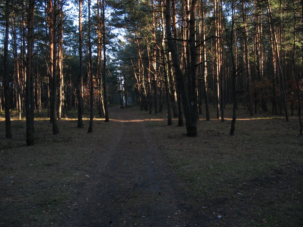 Skrzyżowanie ul. Wiejskiej z leśną drogą by taranis