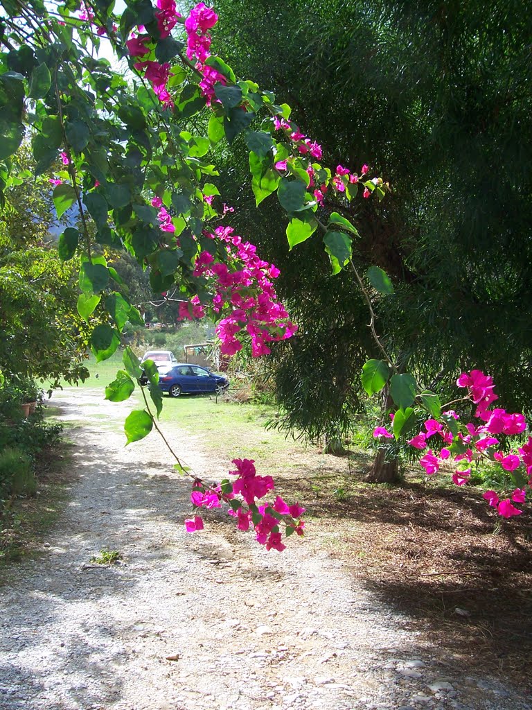 Blumenpracht, Bouganvillea by Maria Meiser