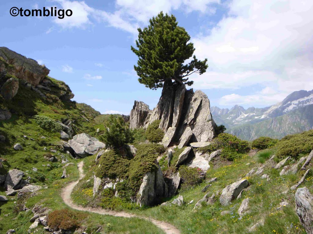 Riederalp - Fels mit Baum by ©tombligo.ch