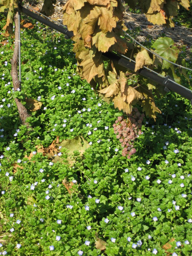 Herbst oder Frühling -- Primavera o Autunno by Mirco D.L.