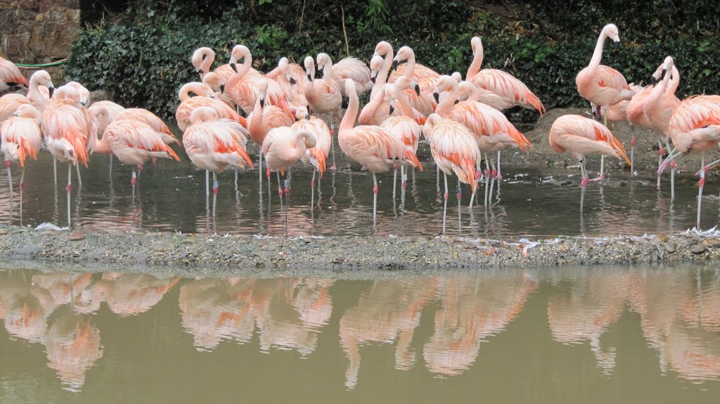 Flamingos at Durrell Wildlife by Neil Moody-Jones