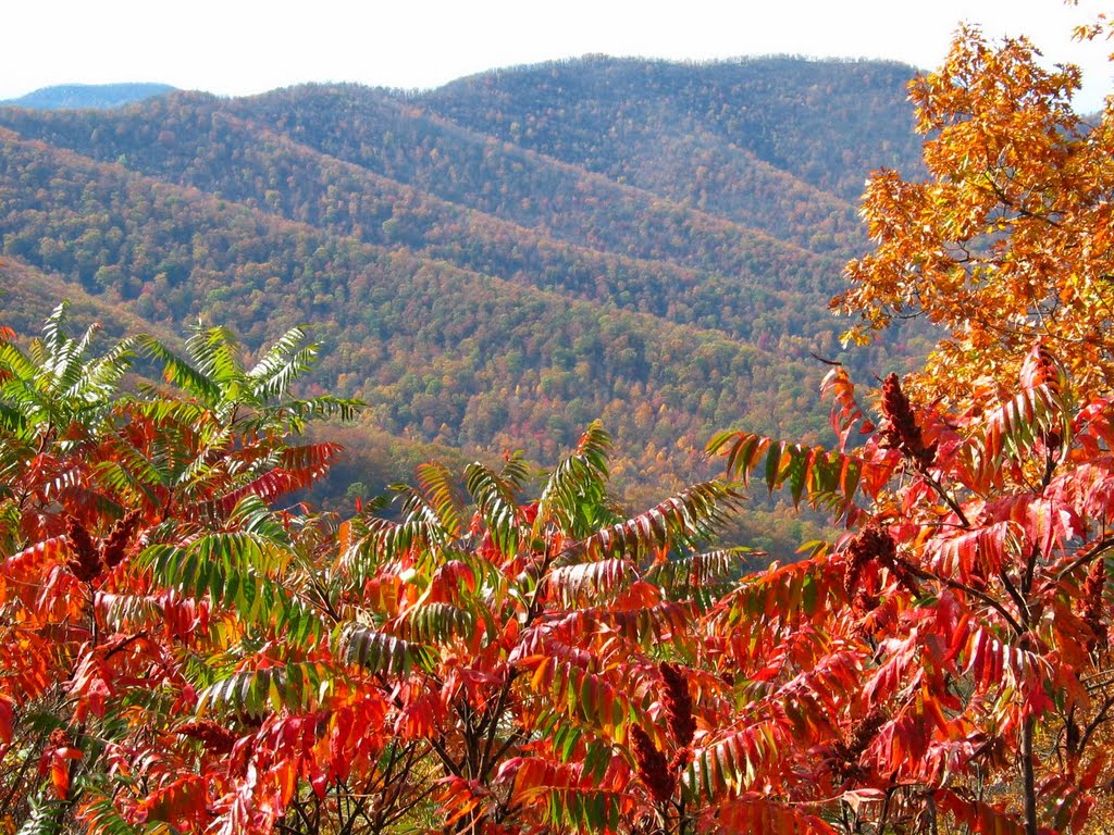 Sumac at Big Run Overlook by rootboy