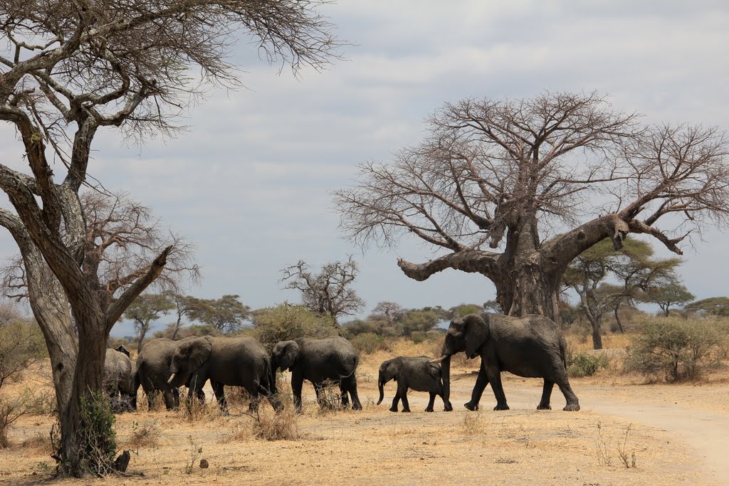 Tarangire migrations by soranicoleta