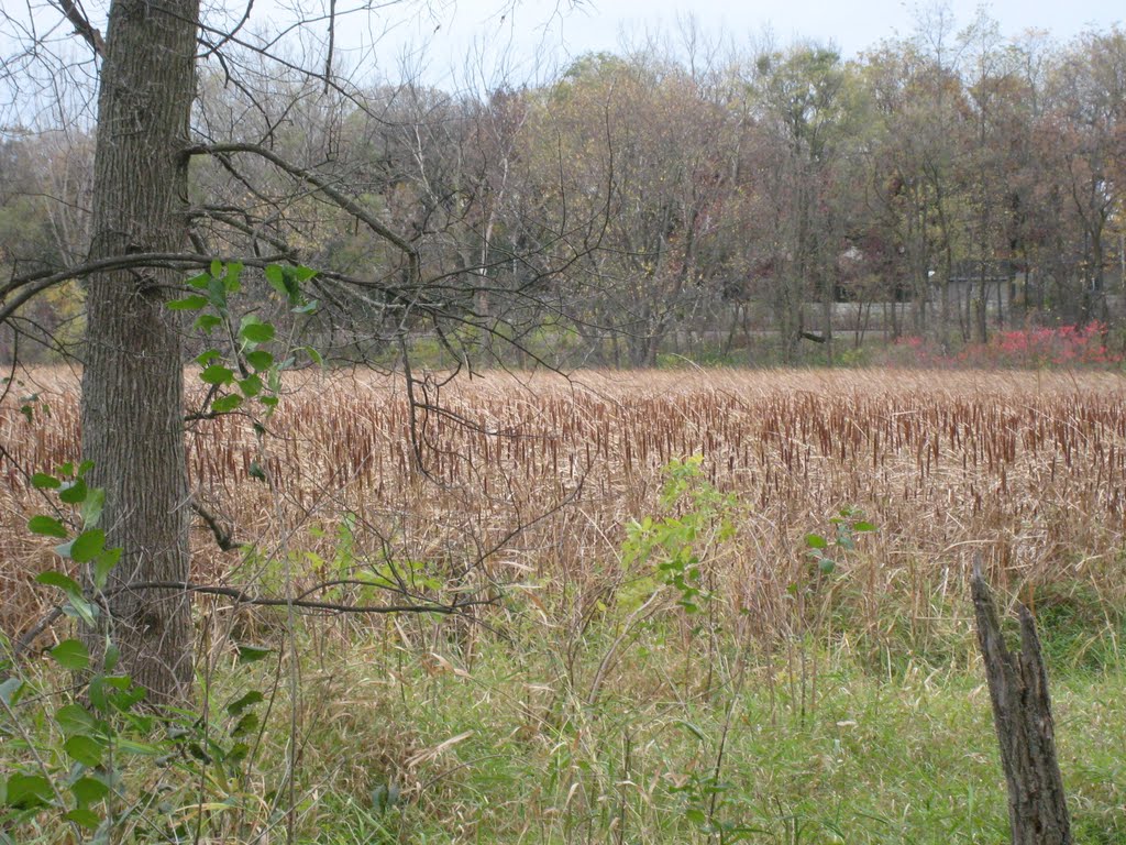 Lincoln Marsh by matt shatswell