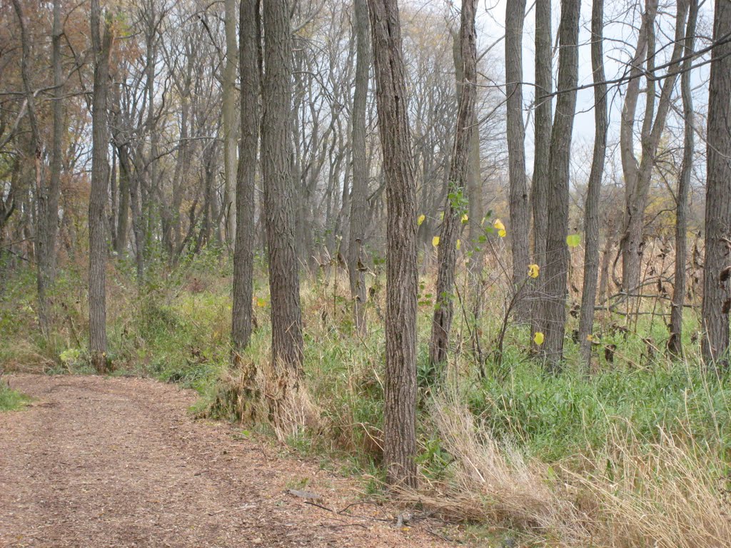 Lincoln Marsh by matt shatswell