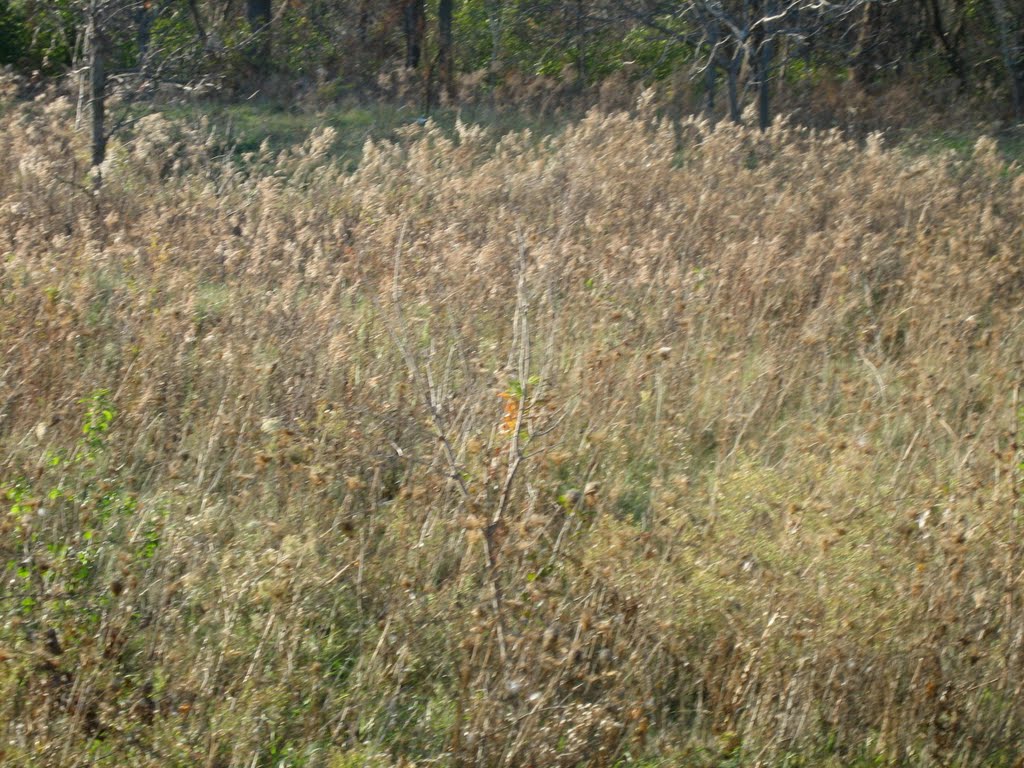 Grain field by jhlax43