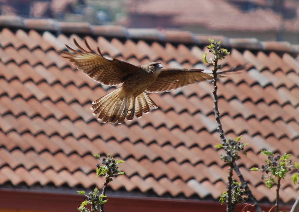 Falcon, Huechuraba, chile by jcmcgivern