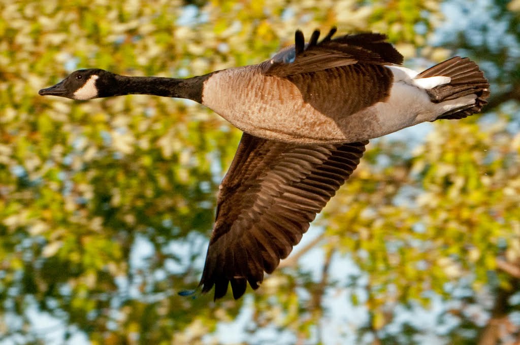 Goosey, Goosey, Gander by peargrin