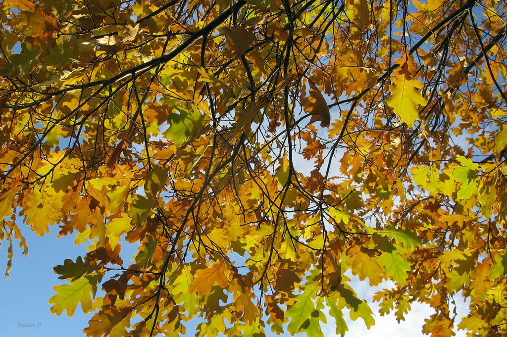 Радость осени. / The joy of autumn. by Vasilj Balaev