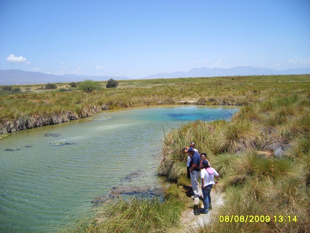 Poza Azul.En el Valle de C Ciénegas,varios factores provocaron que la fauna acuática haya desarrollado una radiación adaptativa. by Consuelo de Monclova