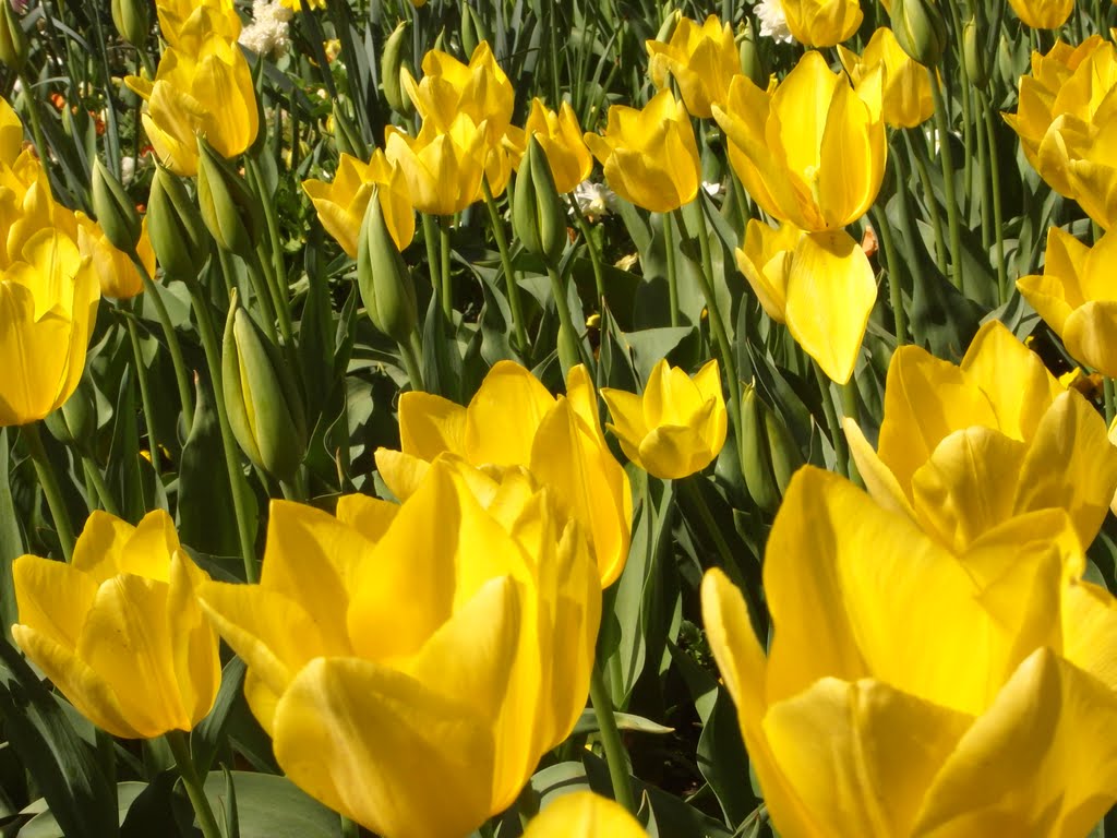 Floriade in Canberra by jing-124@live.com