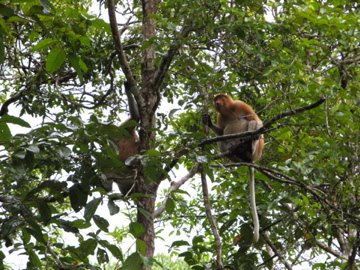 Proboscis monkeys taking a rest on a tree by Bun-bun