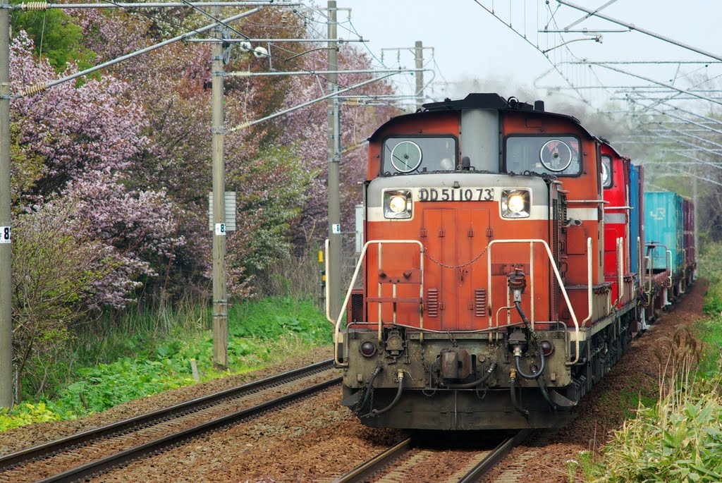 桜とDD51-1073号機 by Donkou.T