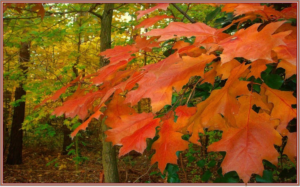 Schöner bunter Herbst! by H. Hönow