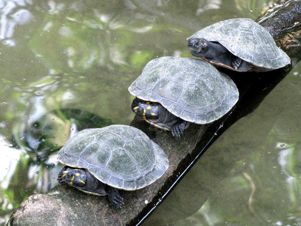 Quelônios - Parque Zoobotânico / Museu Paraense Emilio Goeldi - Belém, PA, Brasil. by André Bonacin