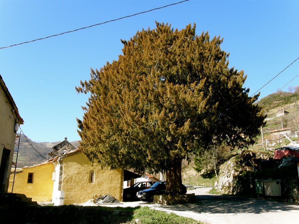 Tejo de Santa María Magdalena. Urria. TEVERGA. by Fernando Fernandez J…