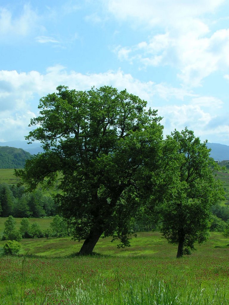 Porcili (Malito): Rovere by giuseppe.gaudio