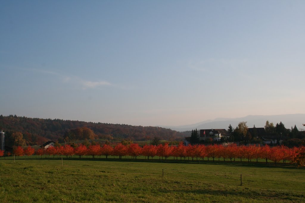 Herbst auch in den Kirschenkulturen by Paul Kuetten