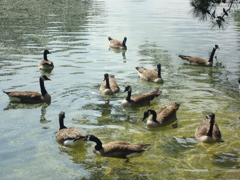 Geese by pipeafcr