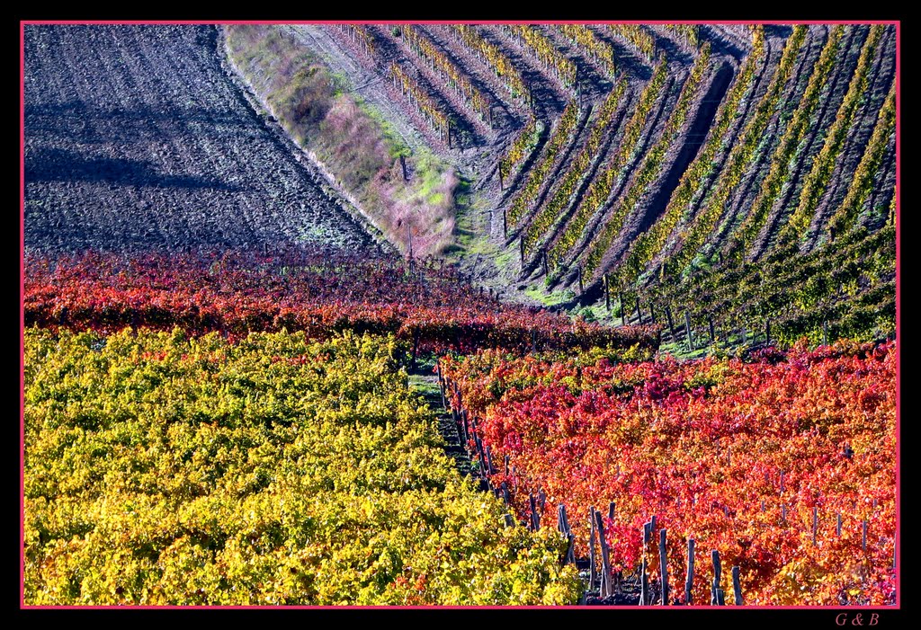 Vigneti dopo la vendemmia by Binasco Giorgio