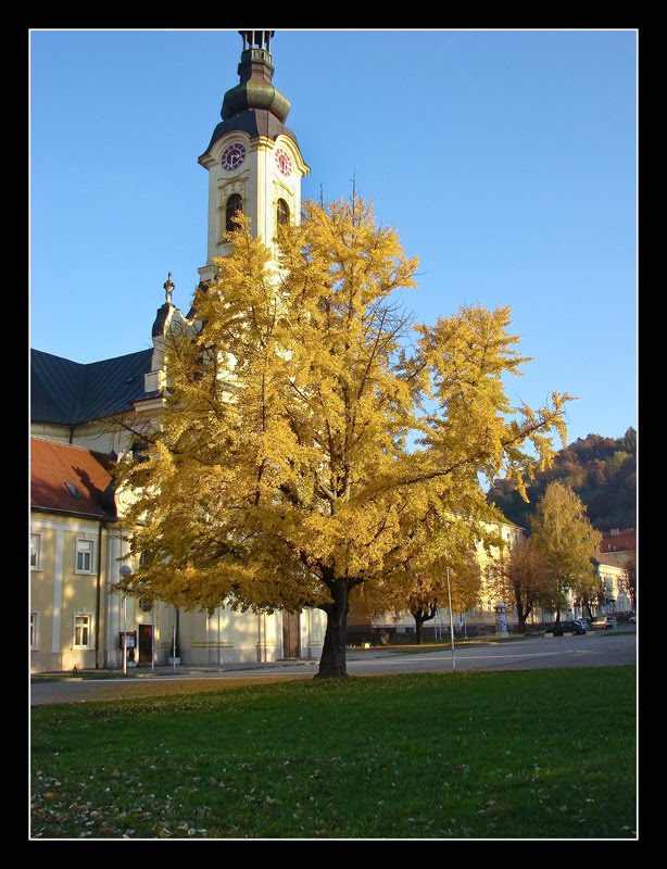 Ginkgo by Tomislav Saveski