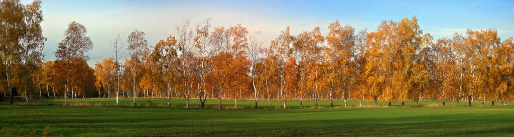 Herbstliche Birkenreihen bei Lichtenhagen by chpagenkopf