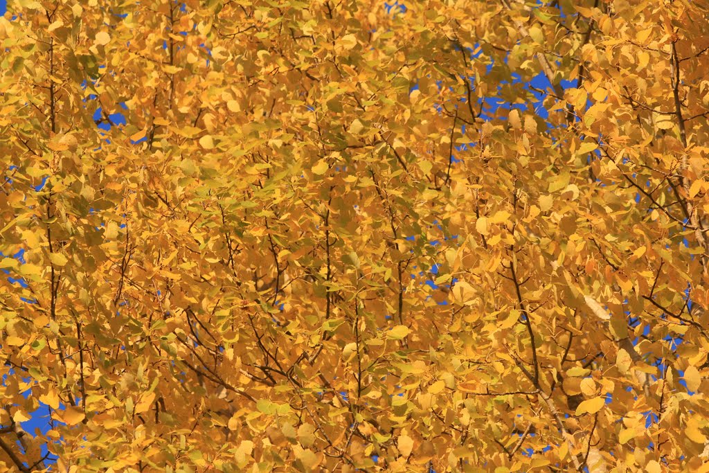 Wonderful autumn gold (Enlarge!) by Markus Nikkilä Photoshooter86