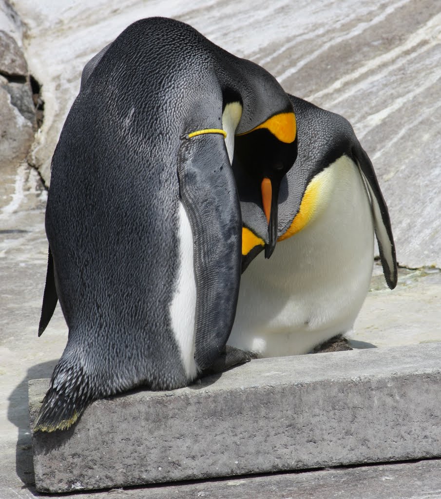 King Penguin Edinburgh Zoo 2010 by ToppiMS