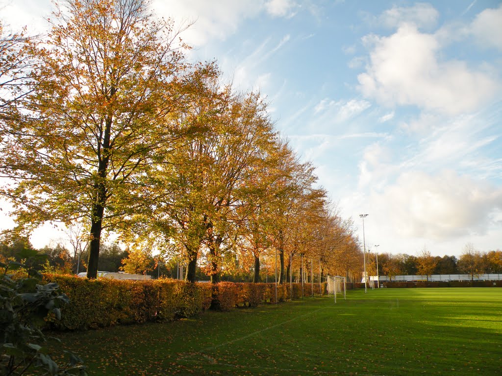 Autumn, beuken (fagus sylvatica) (© wfmw) by © wfmw