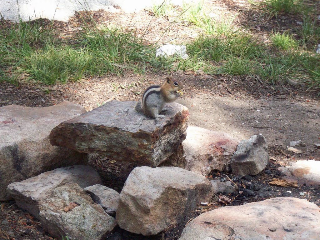 Squirrel Eating Popcorn by pickingforgod