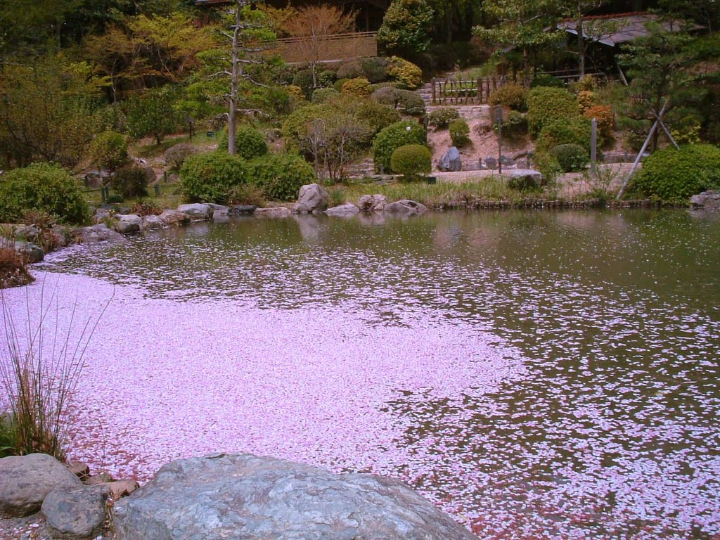 Petals of cherry blossoms 花びらの　みなも by riki