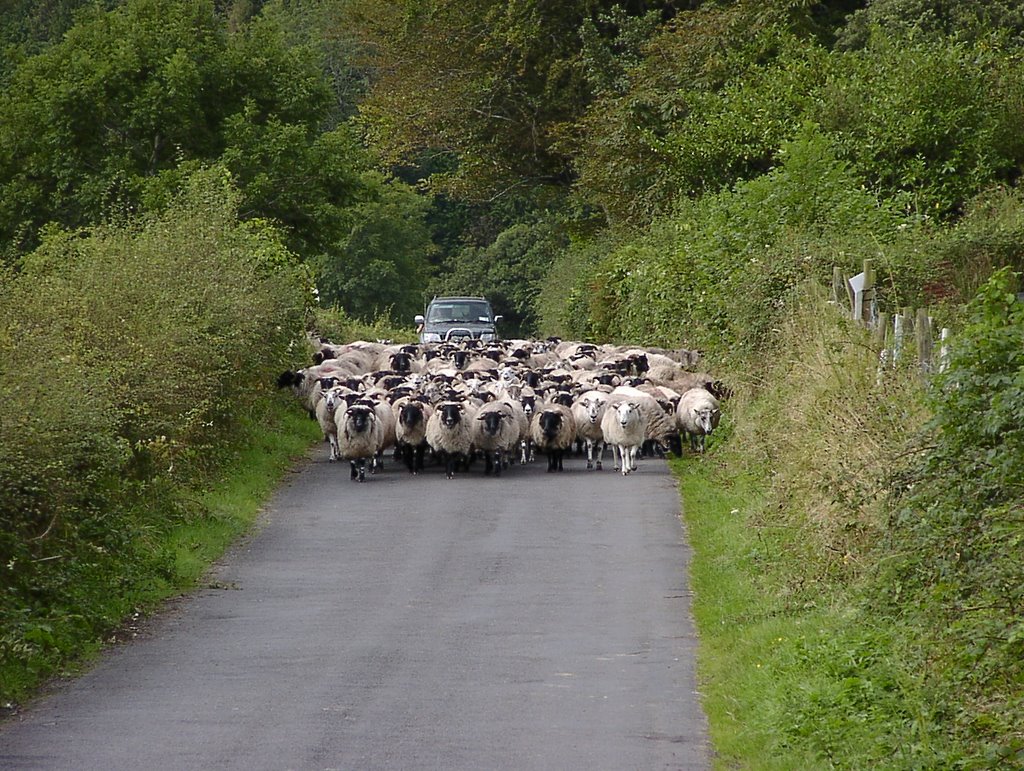 Rush hour at Lough Glencar by BerHav