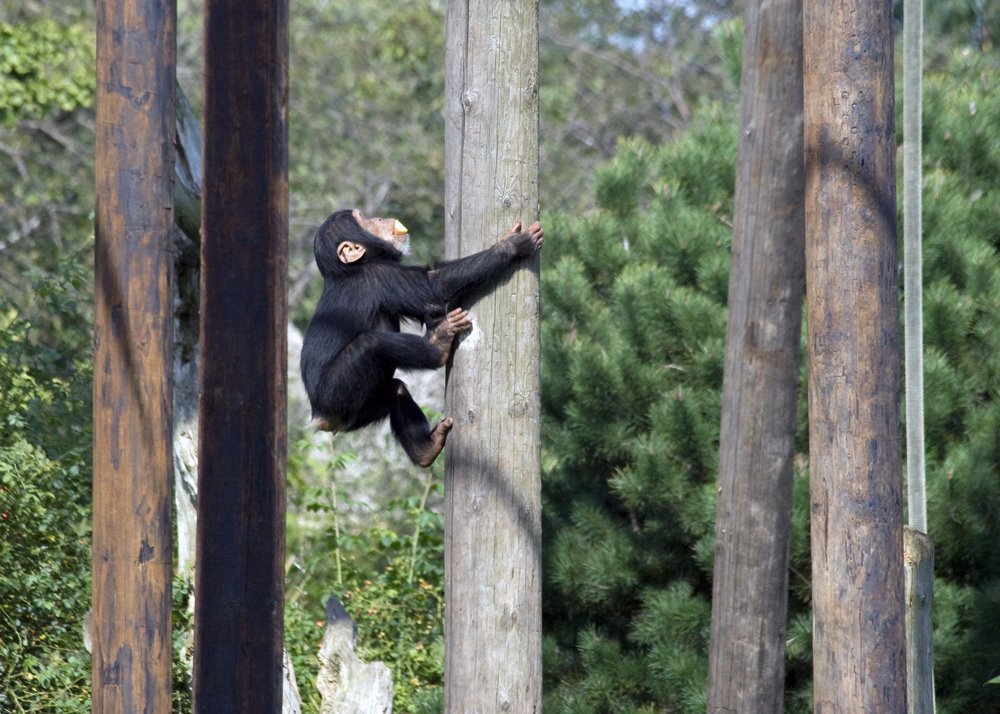 Chester Zoo - Monkey by dotsndots