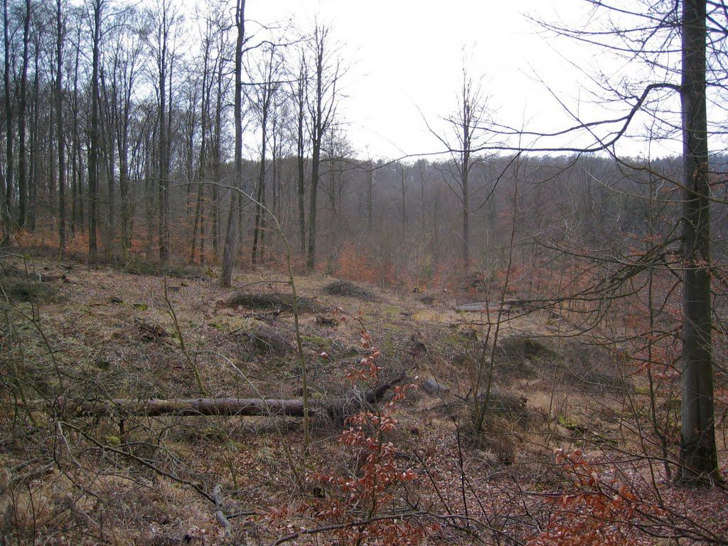 Irtenberger Wald - Tiergarten / Vorderer Tiergartengraben (A81/A3-Autobahndreieck Würzburg-West) by lebola