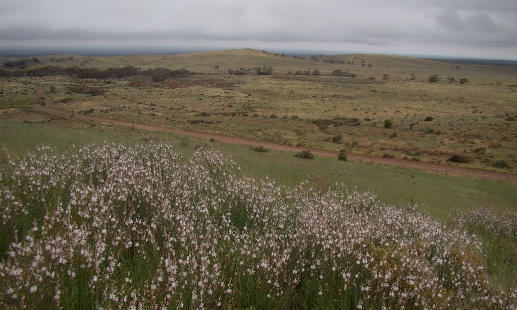 From Dust Hole Creek Rd, Mt Bryan by wabisabikris